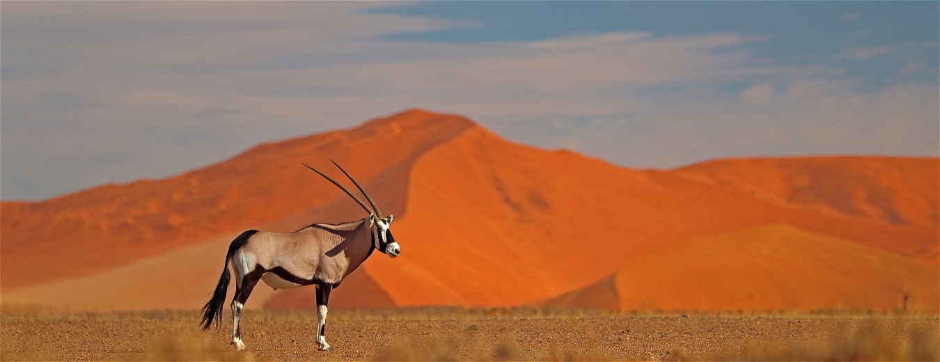 Uma experiência de safári emocionante, com paisagens surpreendentes na Namíbia